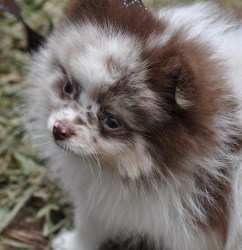 Merle colored pomeranian best sale